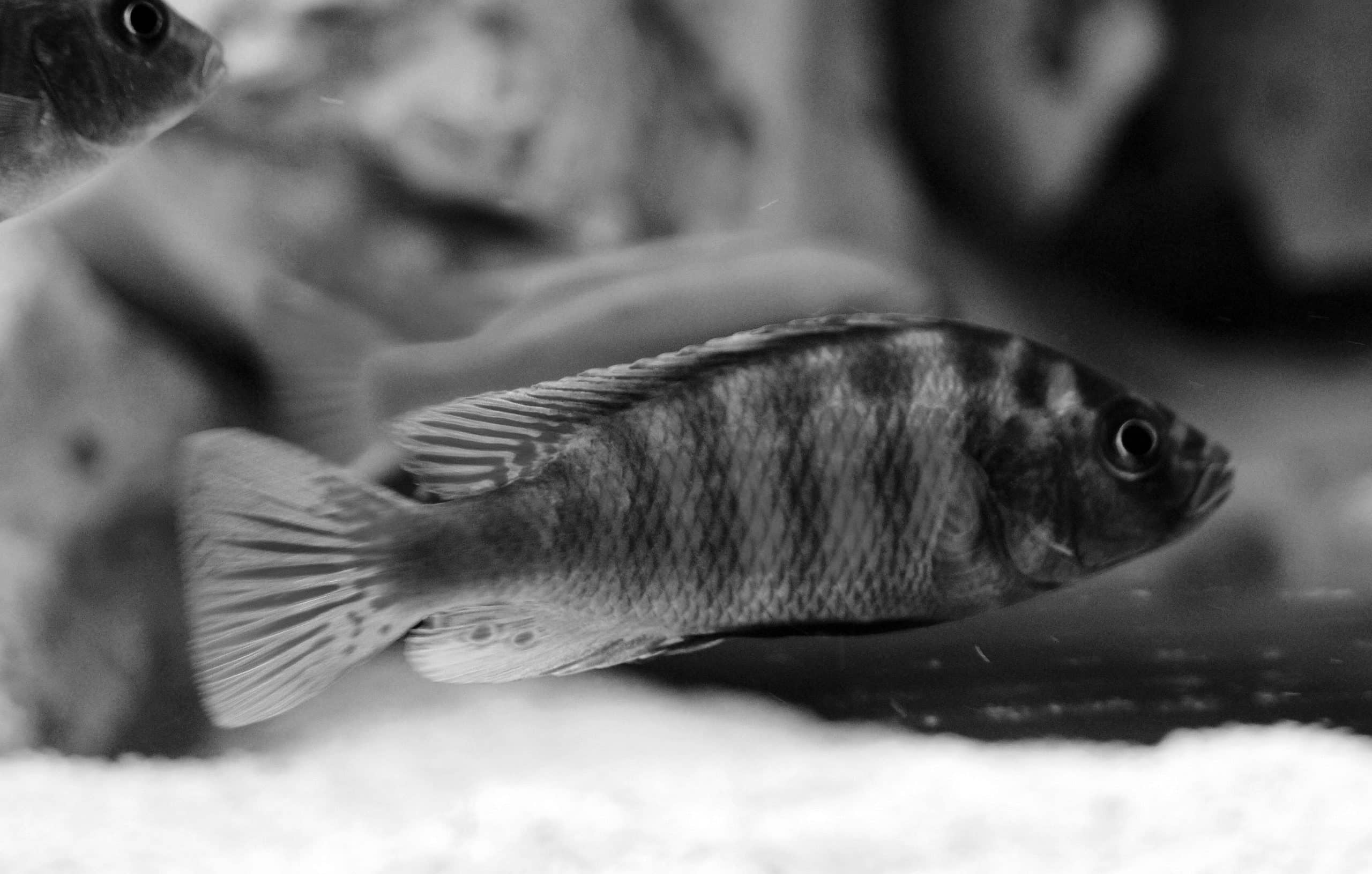 Haplochromis sp 44