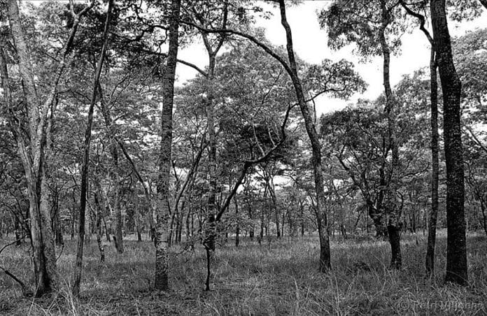 Insight - Forests and Miombo Woodlands in Tanzania