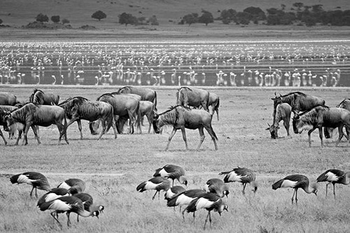 Lake Manyara National Park