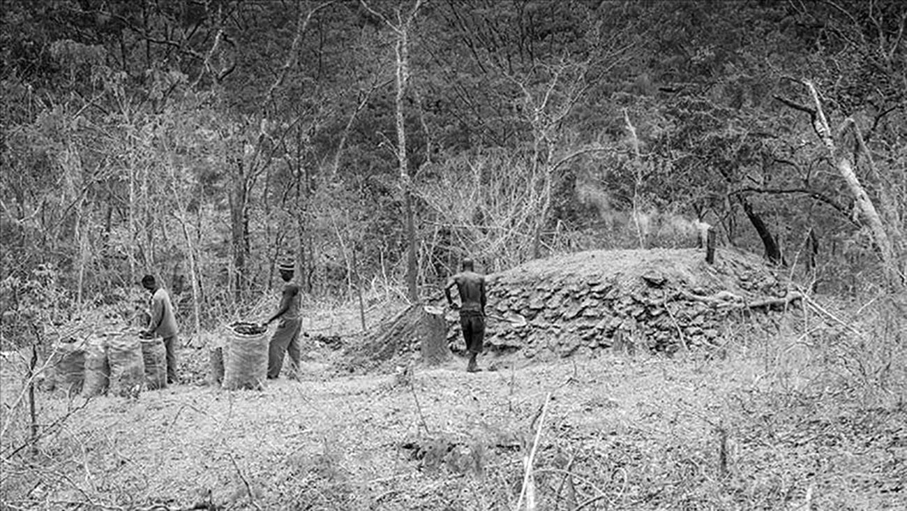 Men cutting Miombo trees in Tanzania for charcoal