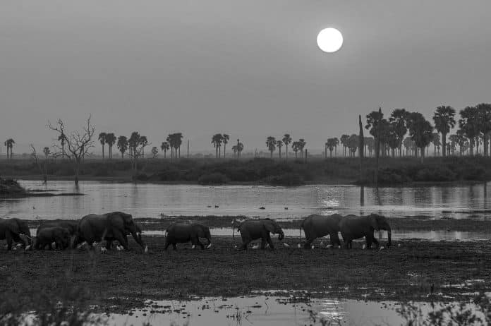 Overview of the Southern Tanzania Safaris