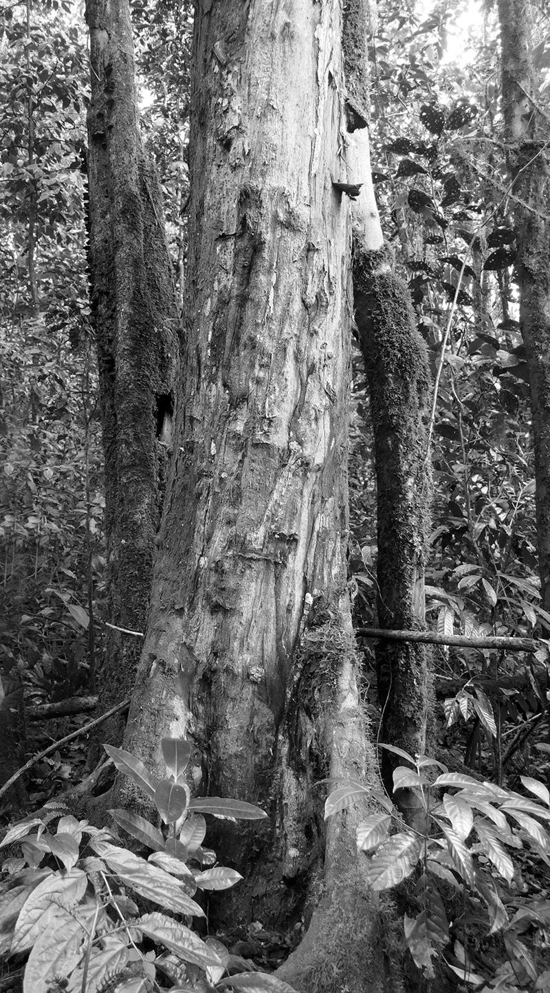 Prunus africana tree