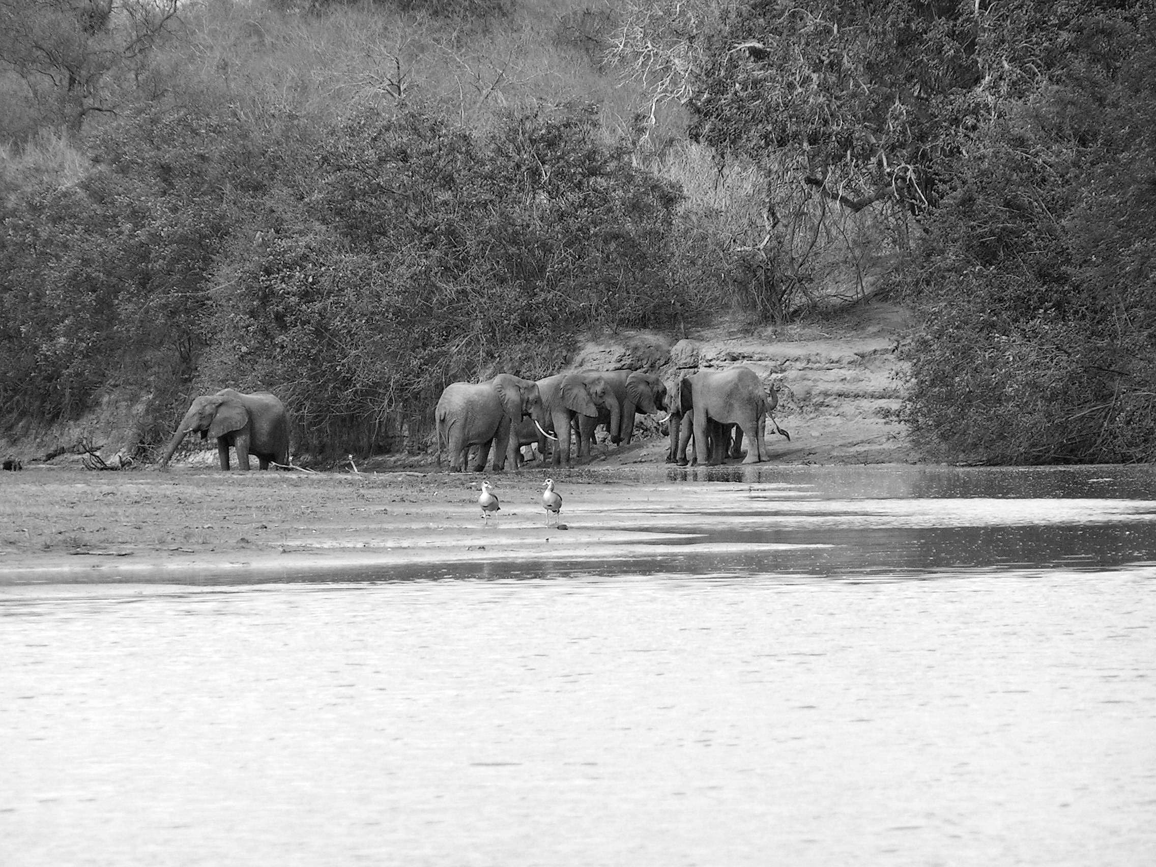 Selous Game Reserve