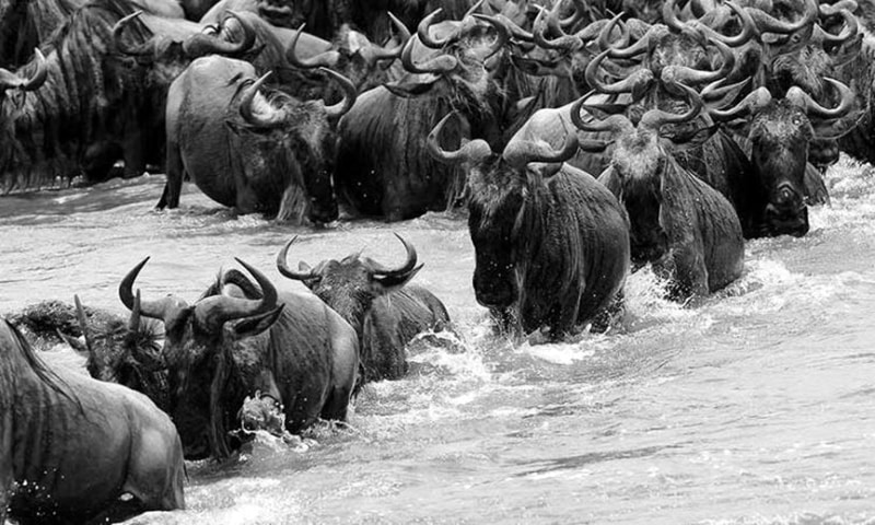 The Best Possible Migration - Serengeti National Park