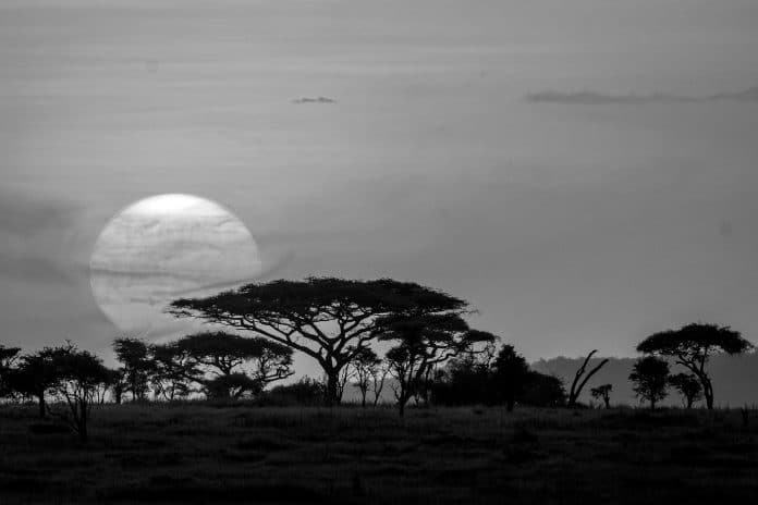 The Ecology, History, and More of the Serengeti Region