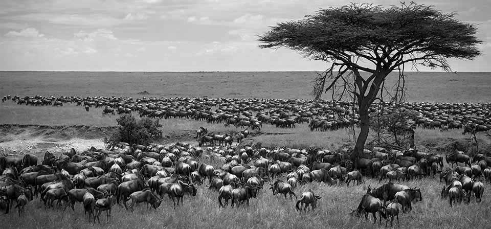 Wildebeests grazing during the migration
