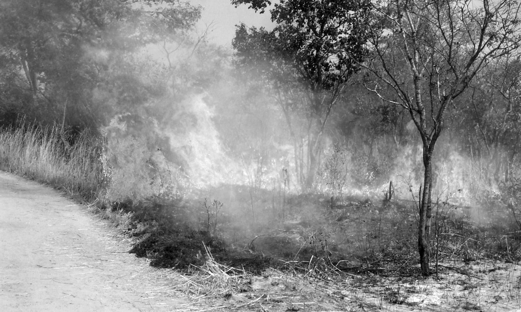 Wildfires in Miombo woodlands