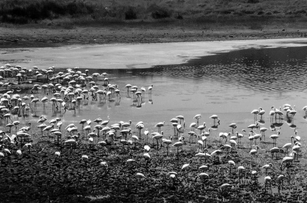 Birds at the Arusha National Park