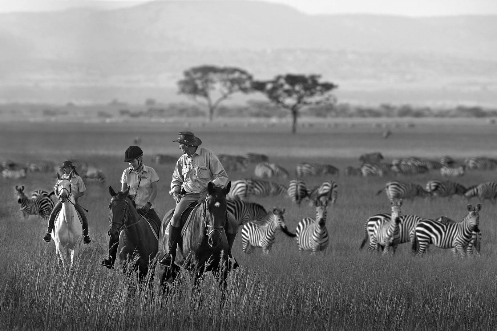 Horse riders passing through a herd of grazing Zebras