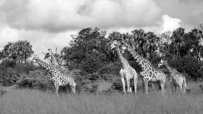 Giraffes in Tanzania