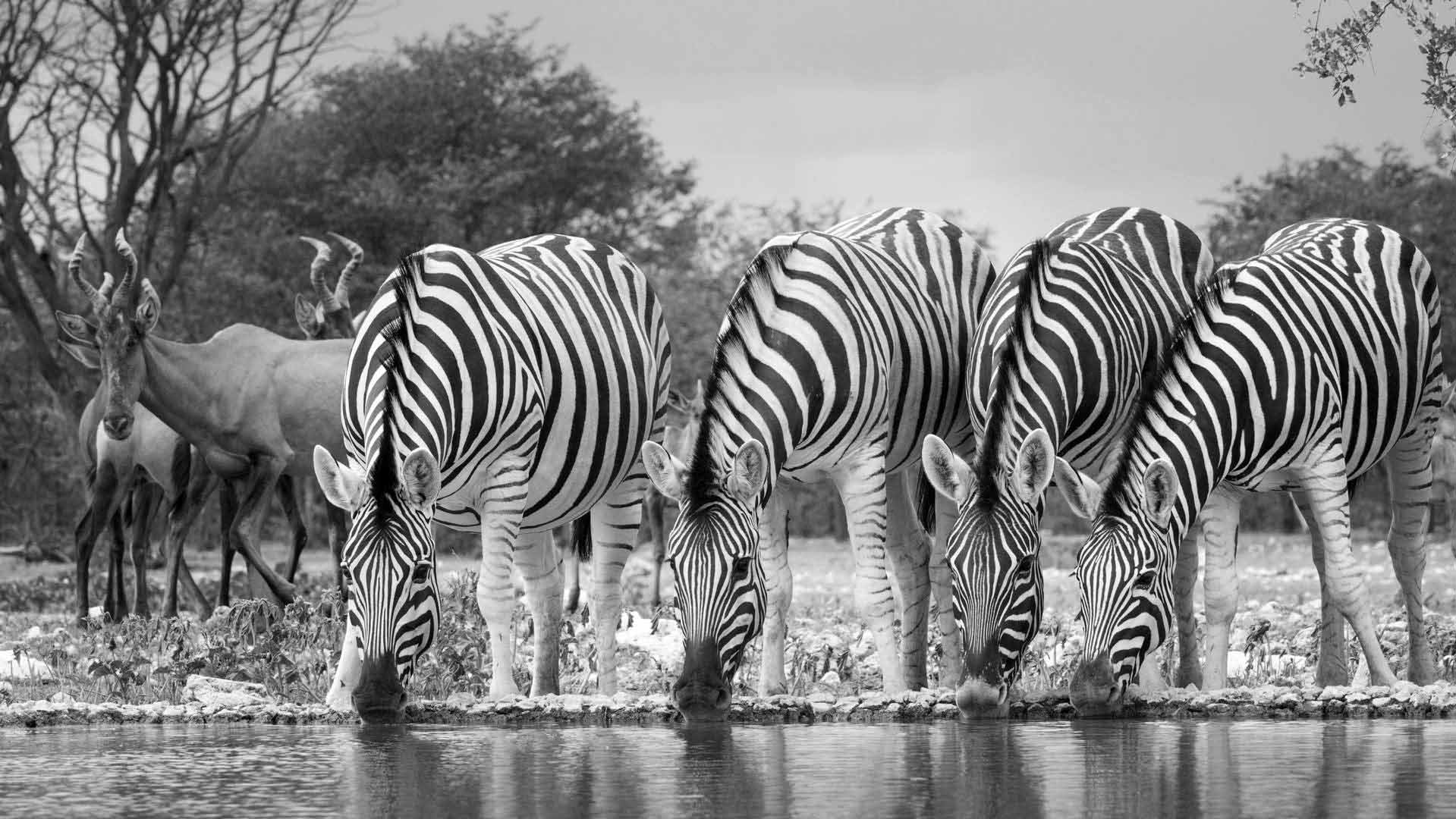 Tanzania Zebras
