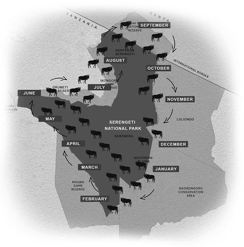 Wildebeest migration map