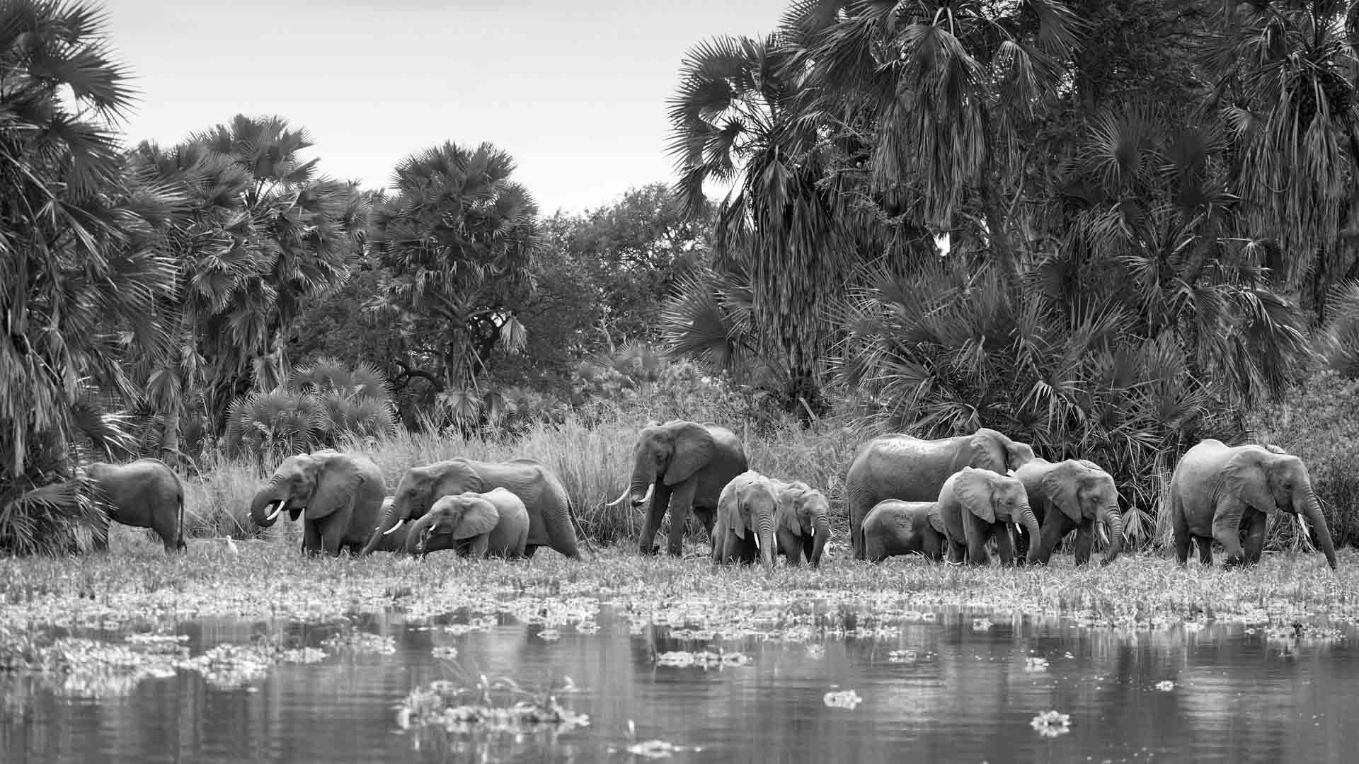 Elephants herd at Selous Game Reserve