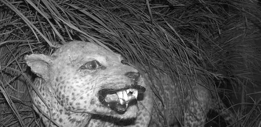Zanzibar Leopard – Taxonomy, History, Conservation and More