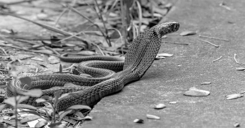 Black Spitting Cobra