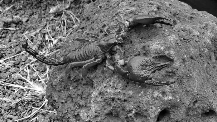 Detailed Insight - The Tanzanian Red Clawed Scorpion