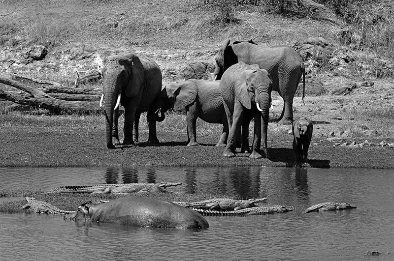 Elephants, crocodiles and a hippo all together in and along the shore of the Ruaha river