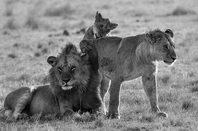 Lion siblings in Serengeti