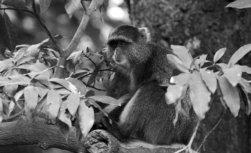 Blue Monkey Kilimanjaro