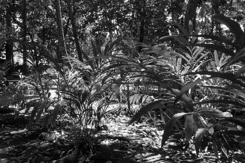 Cardamom growing in Zanzibar