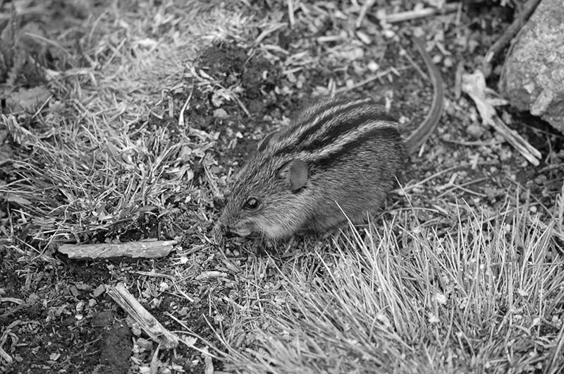 Four Striped Mouse Kilimanjaro