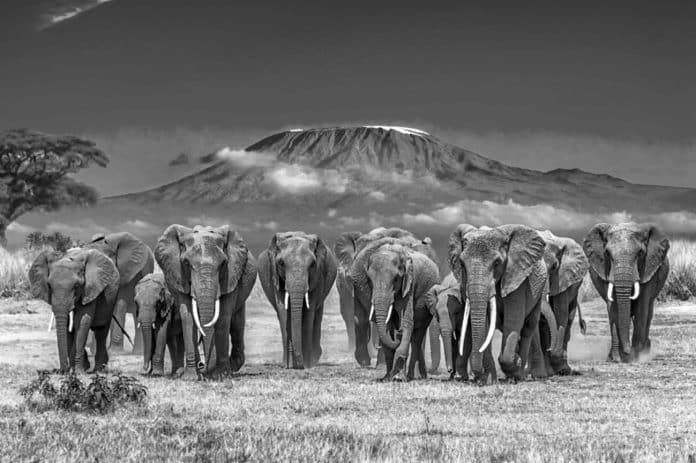 Kilimanjaro Wildlife - What Animals Should You Anticipate to Encounter