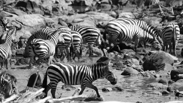 Quick Overview of the Grumeti River in Tanzania