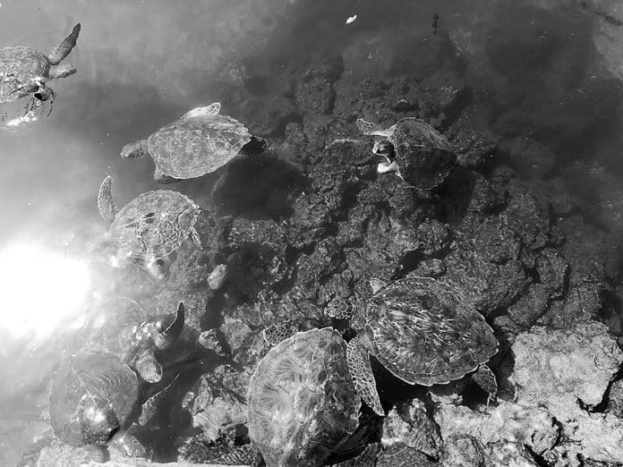 Short Overview - Mnarani Marine Turtles Conservation Pond