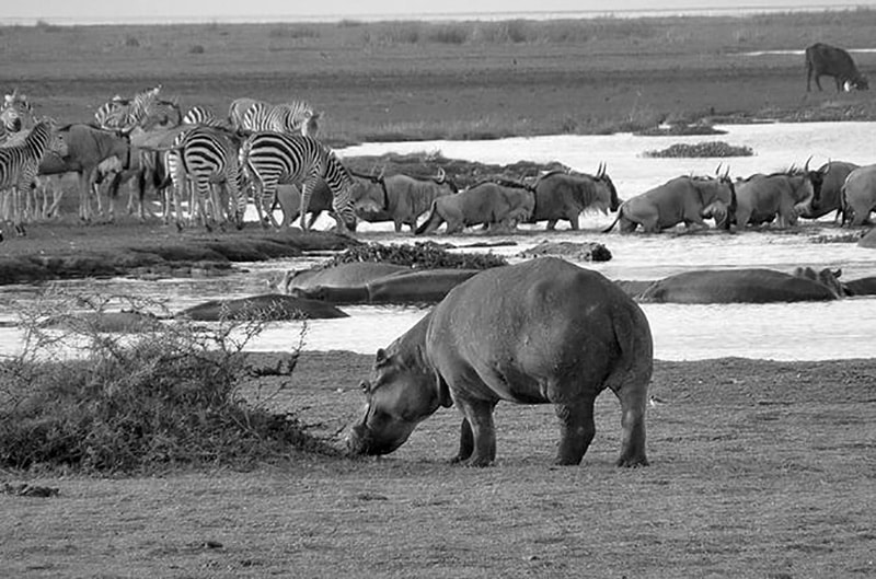 A Variety of Animals Drinking Water at the Lake Manyara National Park