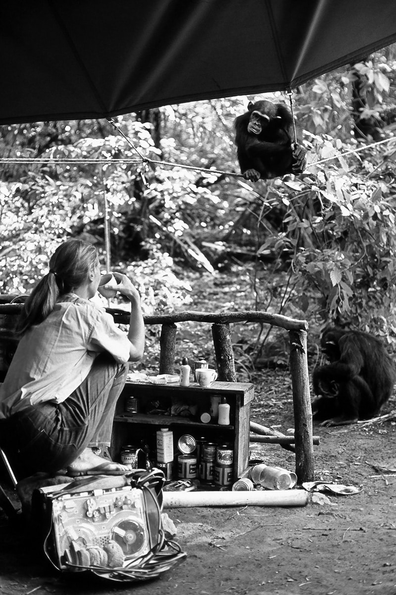 Dr Jane Goodhall at Gombe Stream National Park