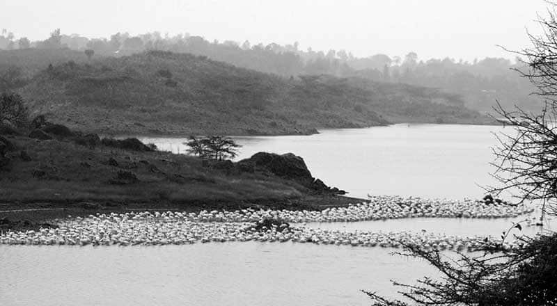 Flamingos at Momella Lakes