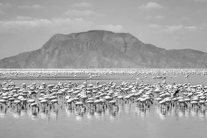 Flamingos in Lake Natron