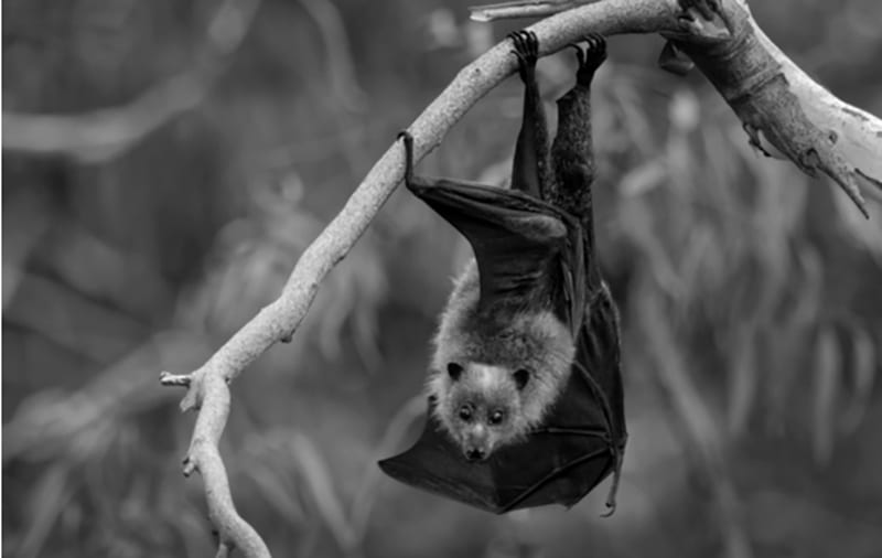 Pemba flying fox