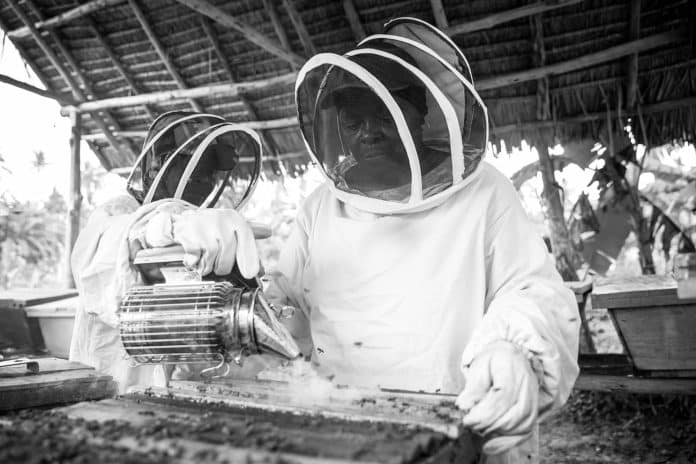 A Quick Snapshot of Beekeeping Tanzania 