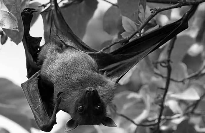 A Quick Snapshot of the Pemba Flying Fox