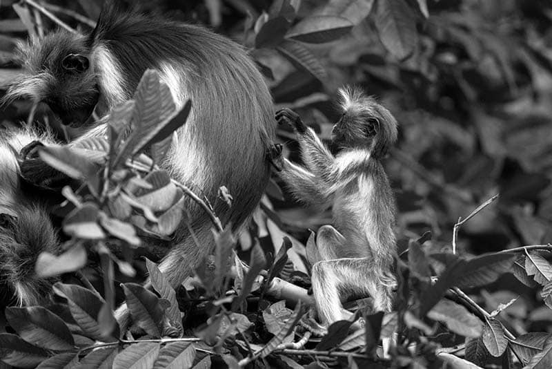 A family of Zanzibar Red Colobus cleaning each other