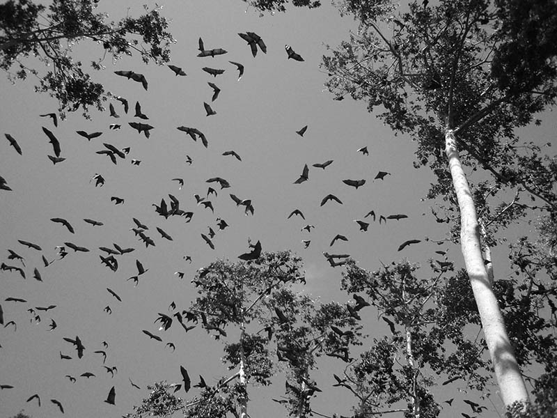 A flock of Pemba flying foxes during breeding season in Zanzibar
