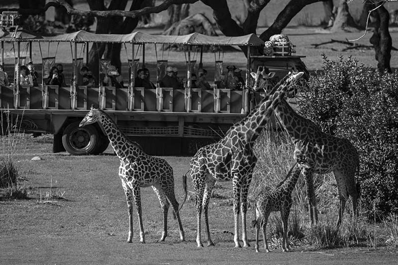Animal Kingdom Masai Giraffe Safaris