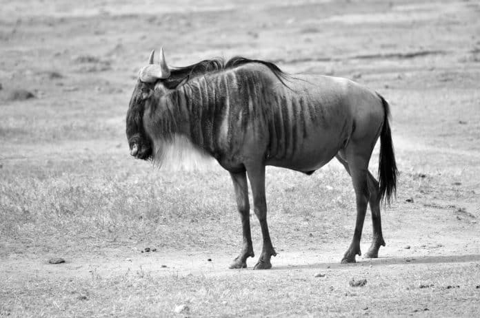 Blue Wildebeest – Taxonomy, Evolution, Ecology and More