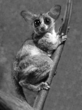 Bushbaby pictures - 1