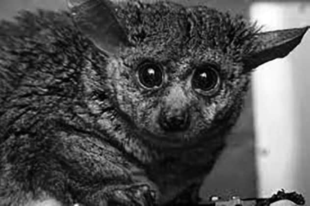 Bushbaby pictures - 2