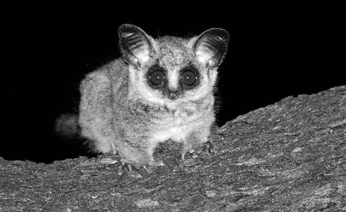 Bushbaby pictures - 3