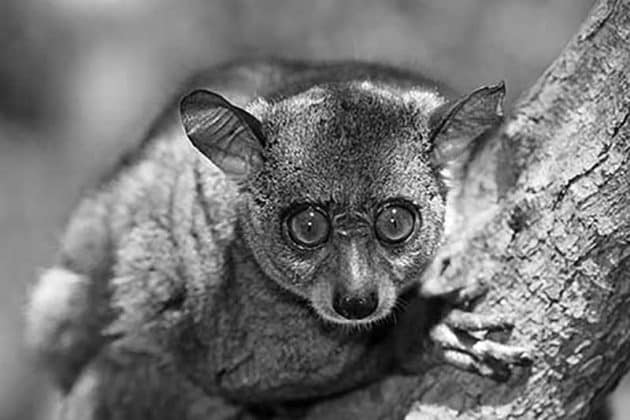 Bushbaby pictures - 4