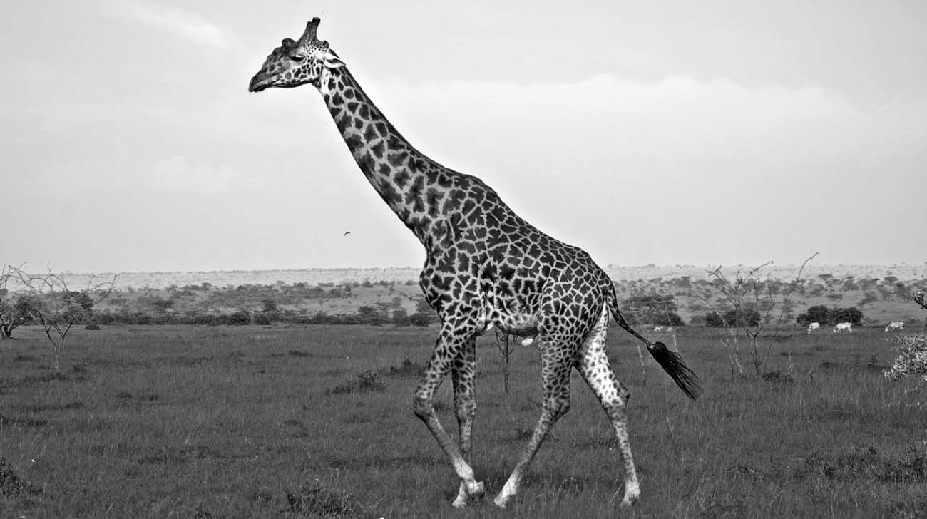Masai Giraffe Facts – Taxonomy, Conversation and More