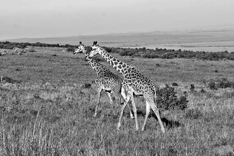 Masai Giraffe Kenya