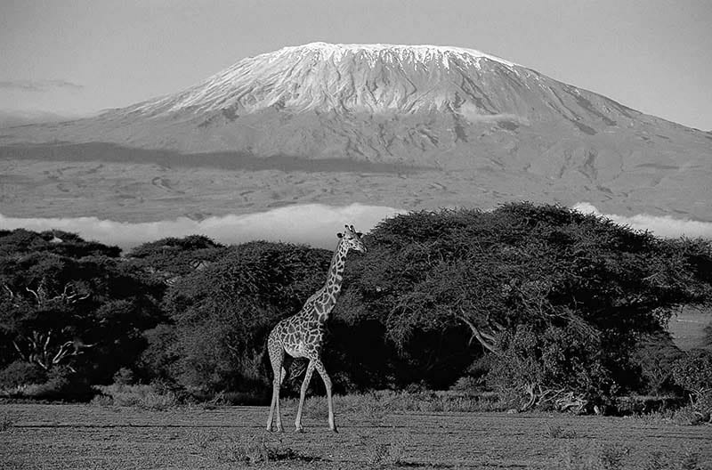 Masai Giraffe Kilimanjaro