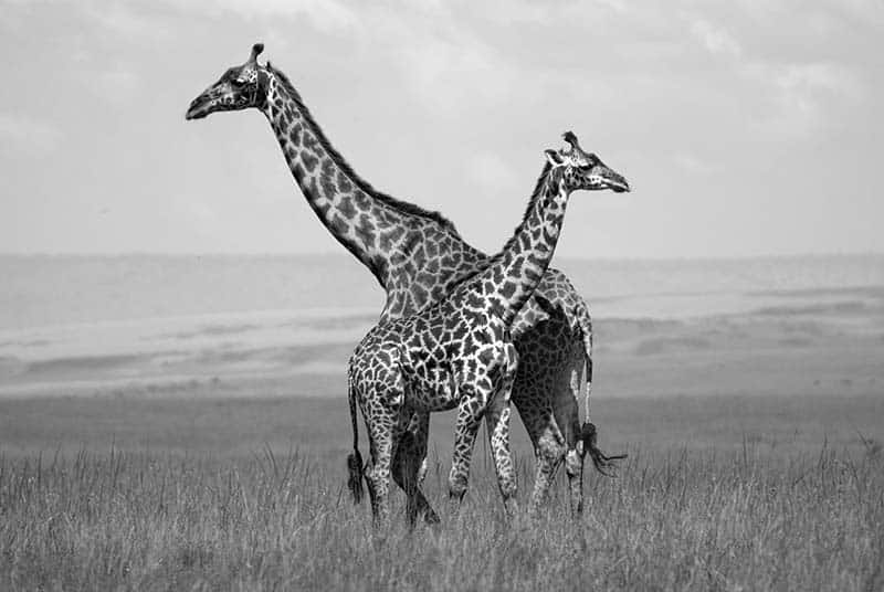 Masai Mara Giraffe