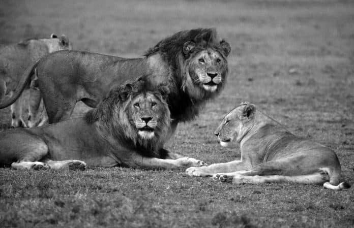 Protecting Lions in Tanzania - Problems and Solutions