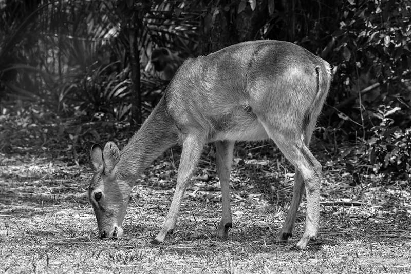 Puku grazing