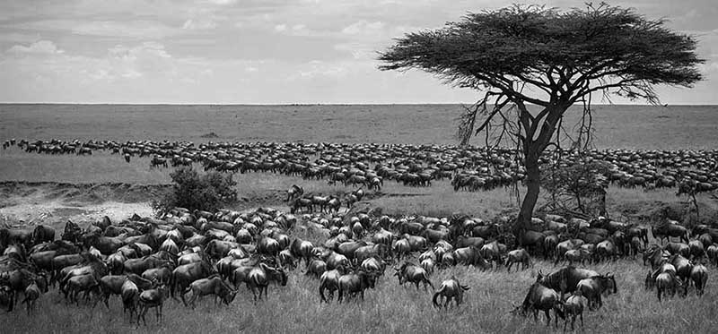 The Great Migration of the Blue Wildebeest